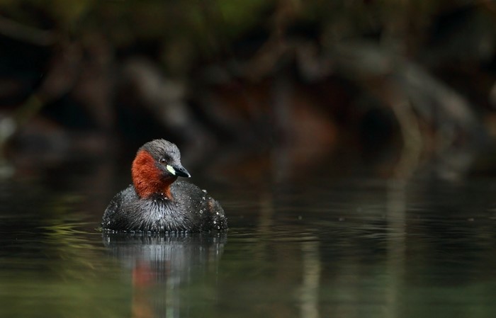 Little Grebe with reddish throat on water