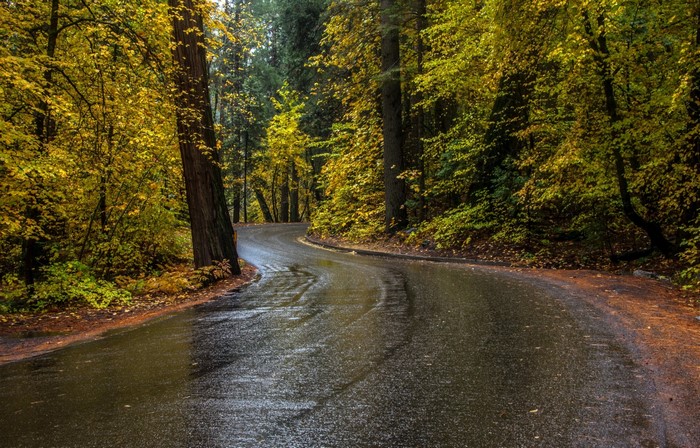 Winding wet road through an autumn forest