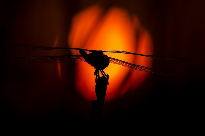 Silhouette of a dragonfly perched on a twig against a blurred orange background