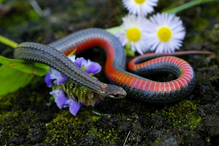 Red-bellied snake coiled among flowers and moss