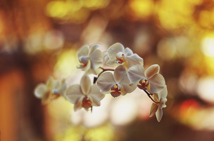 Close up of white orchids with yellow bokeh background