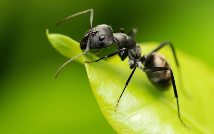 Close-up macro photograph of a black ant on a green leaf