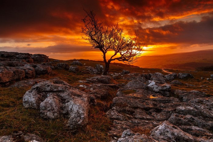 Lone tree on rocky hill during sunset