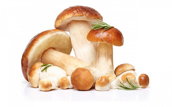 Group of Porcini mushrooms with rosemary sprigs