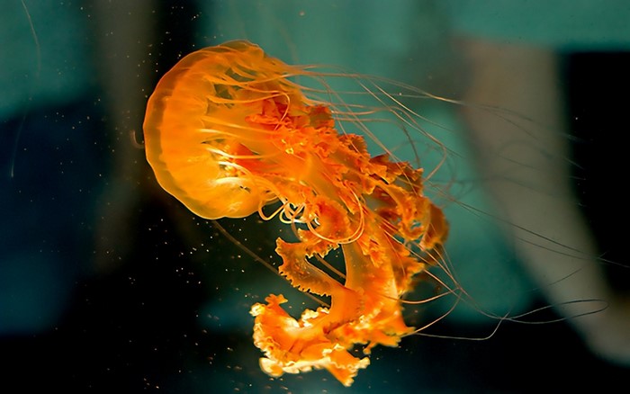 Vibrant Orange Jellyfish in Dark Ocean