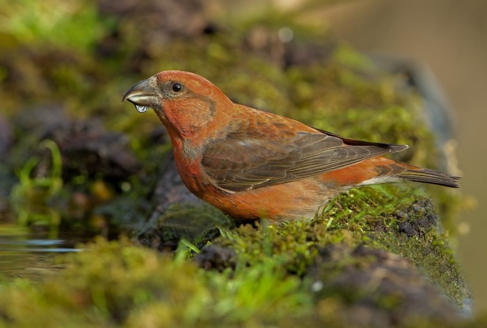 Red Crossbill bird drinking water from mossy ground