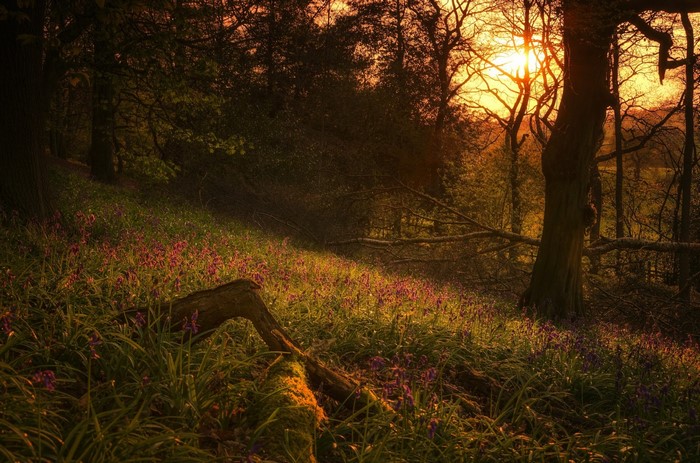 Sunlight filtering through trees in a forest with wildflowers