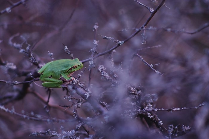 Green frog perched on a bare branch with purple background