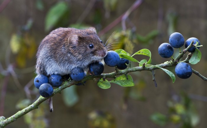 Mouse sitting on a branch with berries