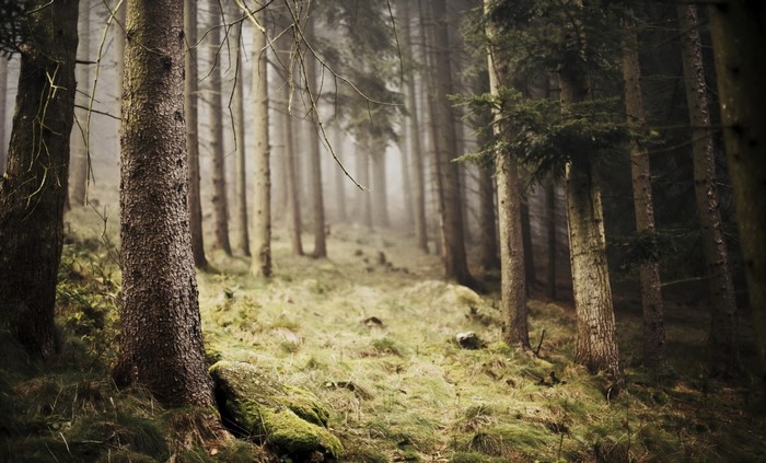Misty forest path with tall trees and mossy ground