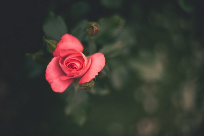 Close-up of a pink rose with buds