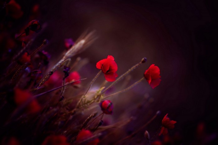 Vivid Red Poppies in Soft Focus Darkness