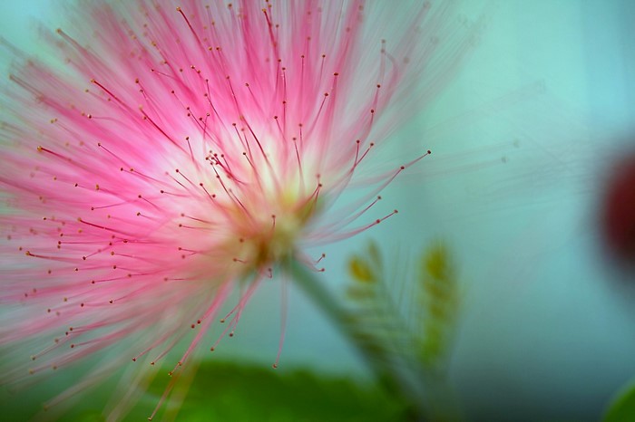 Delicate Pink Calliandra Flower in Soft Sunlight