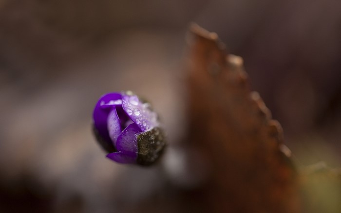 Purple flower bud with water droplets and brown leaf
