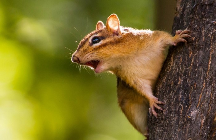 Chipmunk on a tree trunk with mouth open