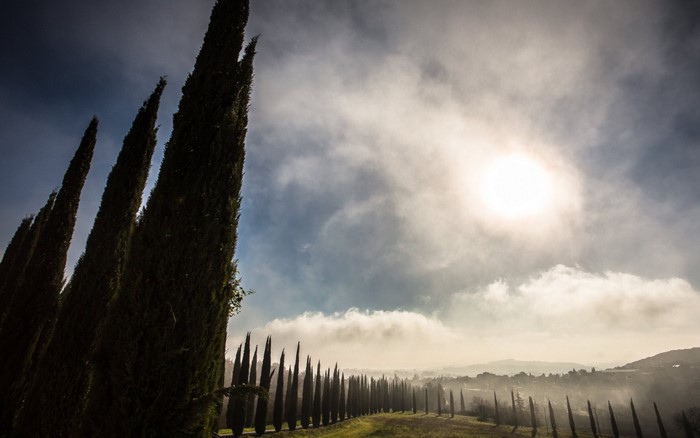 Cypress trees lining a misty Tuscan road at sunrise