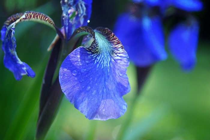 Close up of a blue iris flower with water droplets