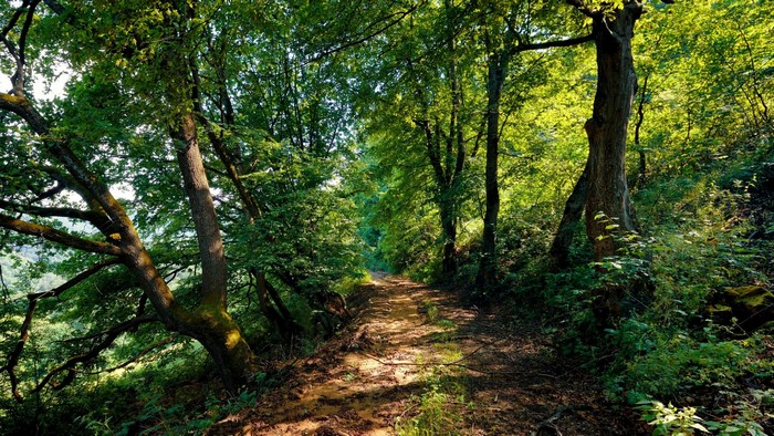 Sunlit Forest Path in Lush Green Wilderness