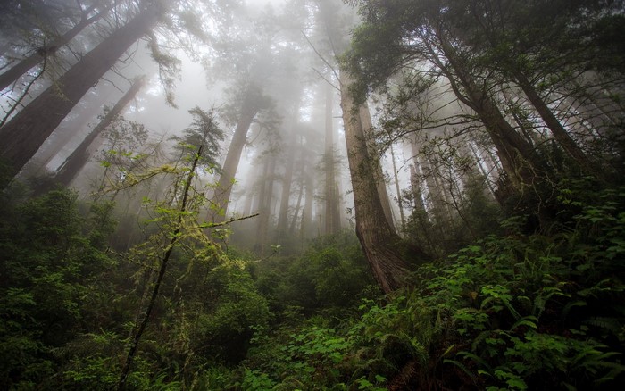 Misty old growth forest with tall trees and green foliage