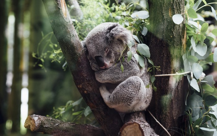 Koala sleeping on a tree branch