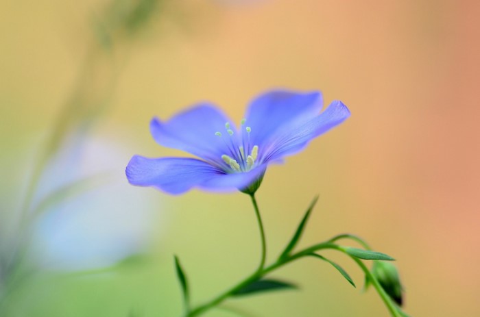 Close-up of a blue flax flower with green stem