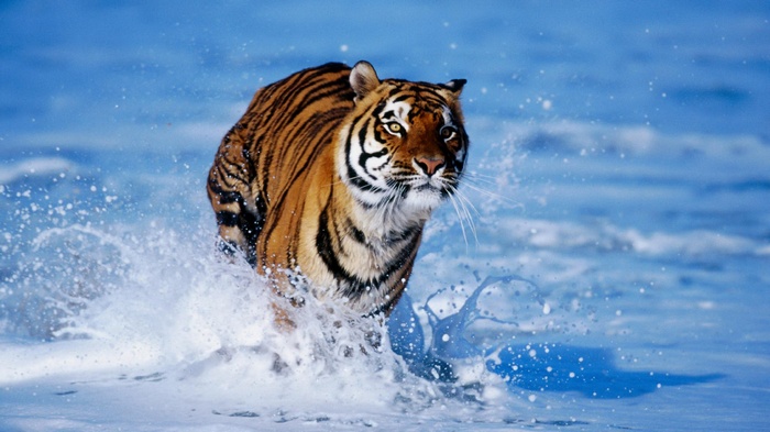 Tiger running through water