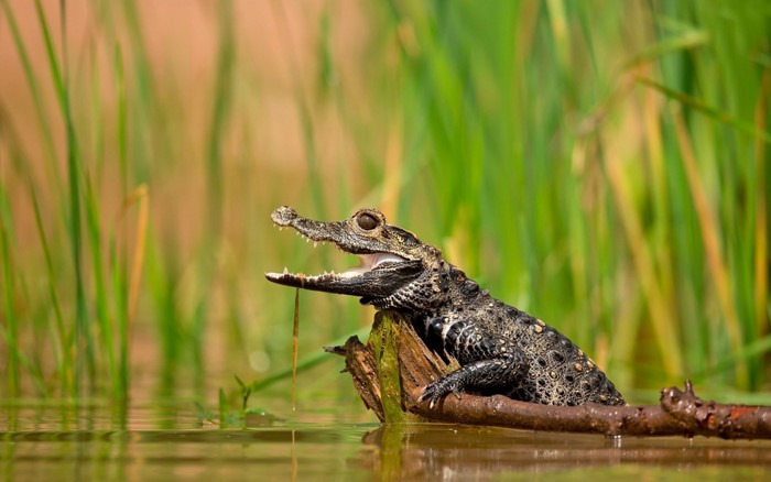 Baby alligator on a branch in water with green plants