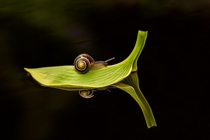 Snail on a leaf with reflection