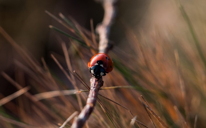 Ladybug on a branch with pine needles