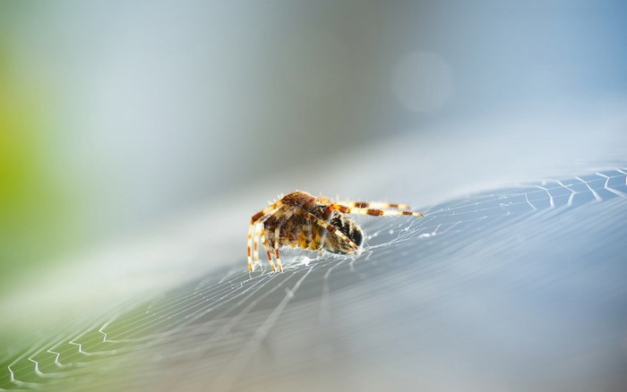 Spider on a web with prey