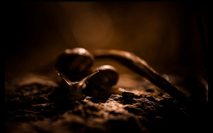 Macro photography of snails on dark soil