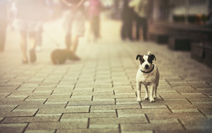 A Jack Russell Terrier dog stands on a paved street.