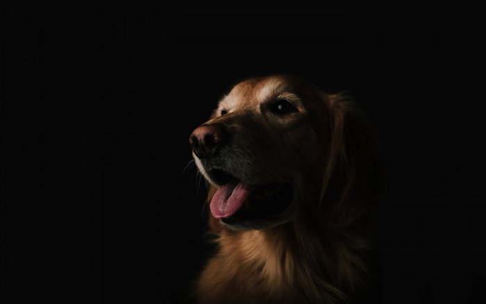 Golden Retriever dog with tongue out in dark portrait