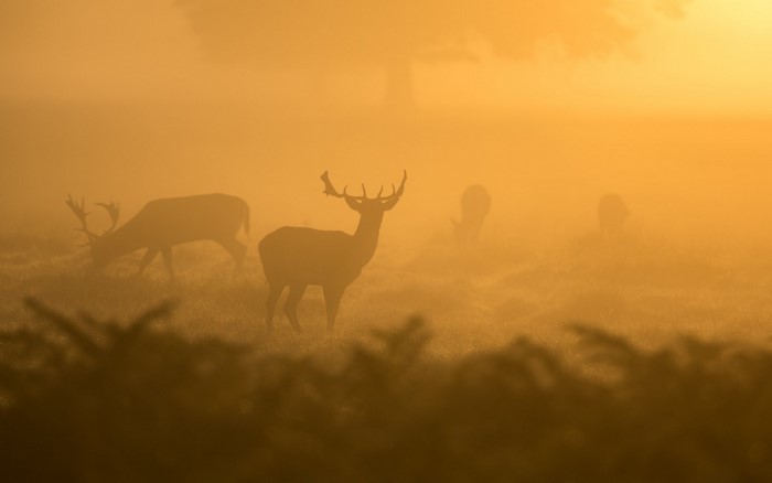Deer in foggy sunrise