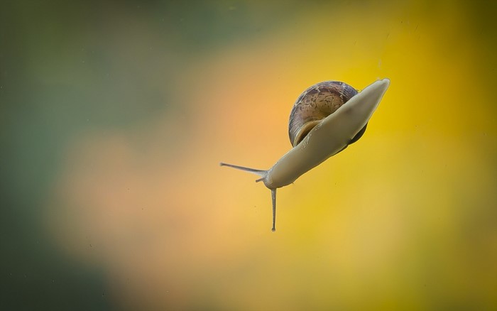 Snail crawling on glass with blurred background