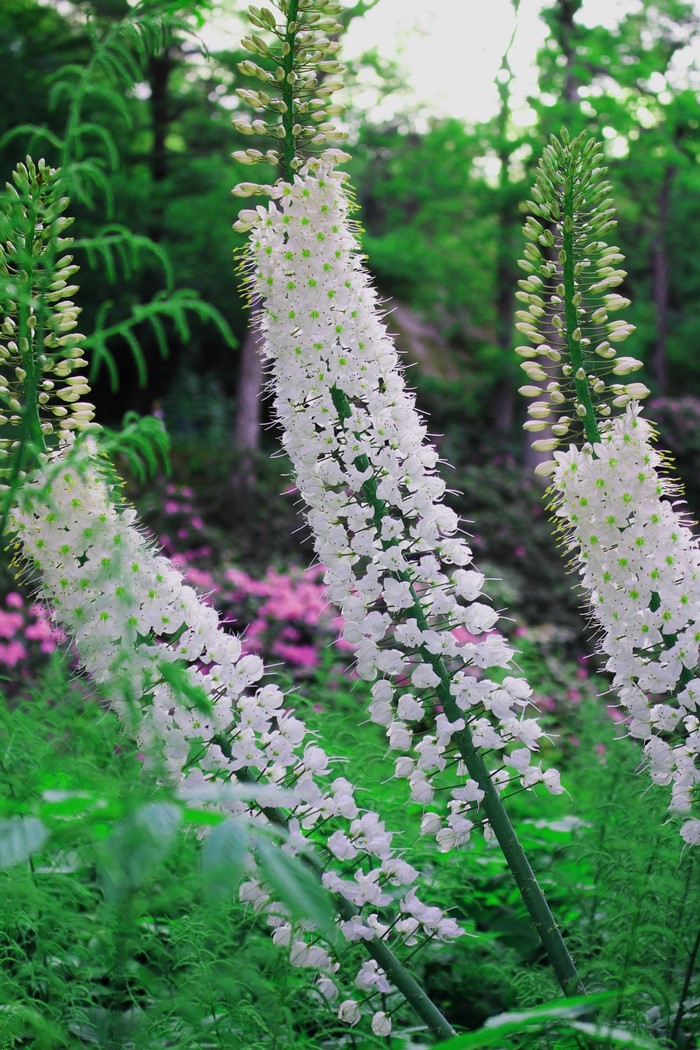 White Eremurus flowers in a garden