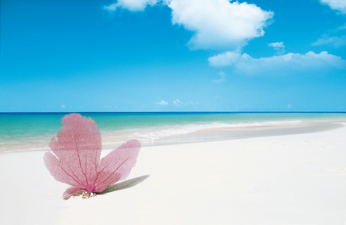 Pink Coral on a White Sand Beach in Cuba