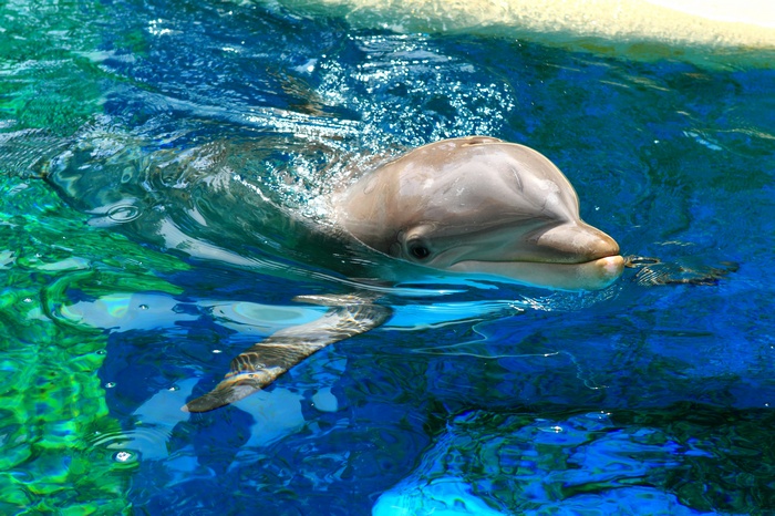 Dolphin swimming in blue water at Yerevan Dolphinarium