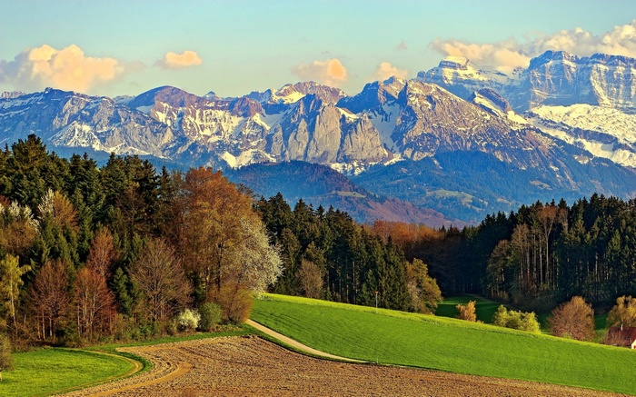 Snow-capped mountains behind a forest and farmland