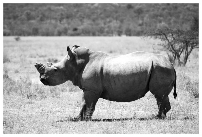 Black and white photo of a rhinoceros in a grassy field