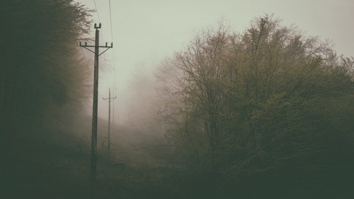 Telephone poles in a foggy forest
