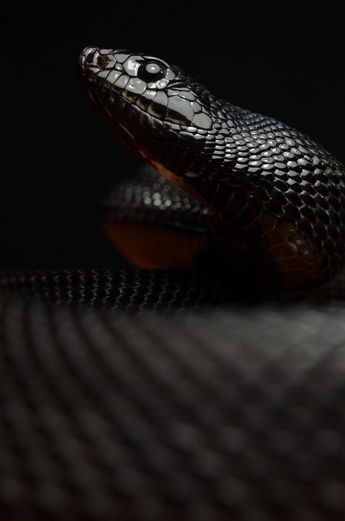 Close-up of a black snake's head