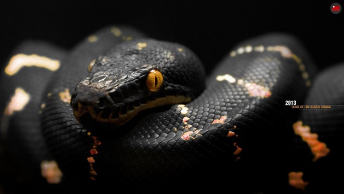 Close-up of a black snake with orange eyes
