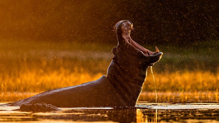 Hippopotamus yawning in water at sunset