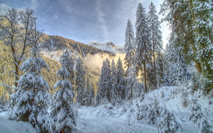 Snowy forest path with mountains in the background