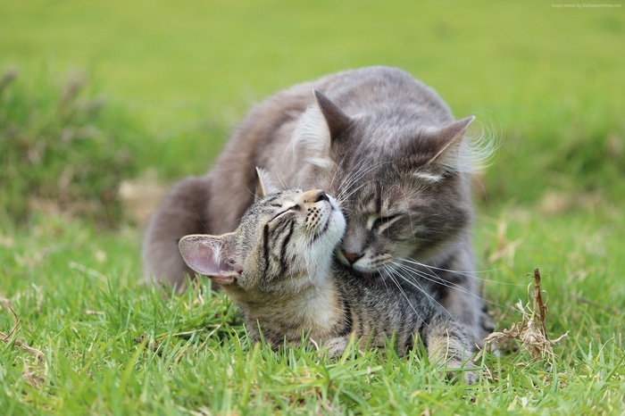 Two cats grooming each other in the grass
