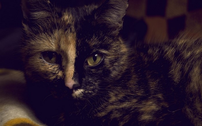 Close up of a tortoiseshell cat's face