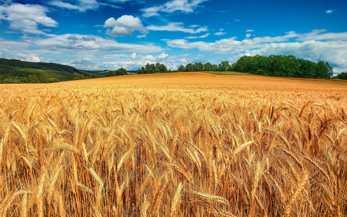 Golden wheat field under a blue sky