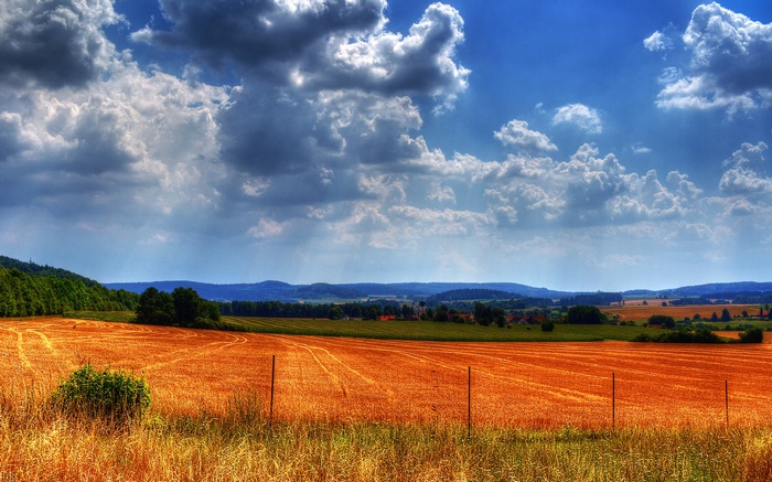 Golden wheat field under a cloudy blue sky