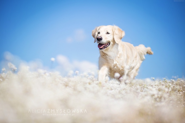 Golden Retriever dog running through a field of flowers
